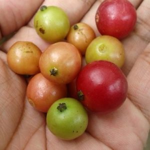 mansanitas-filipino-fruits